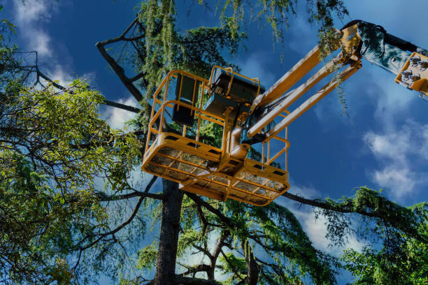 How Our Tree Care Process Works  in Palo Cedro, CA